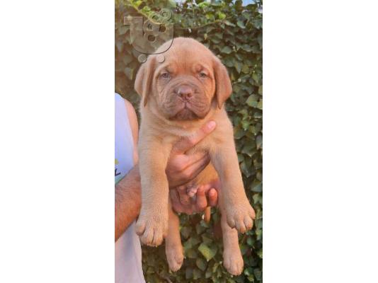 Κουτάβια Dogue de Bordeaux